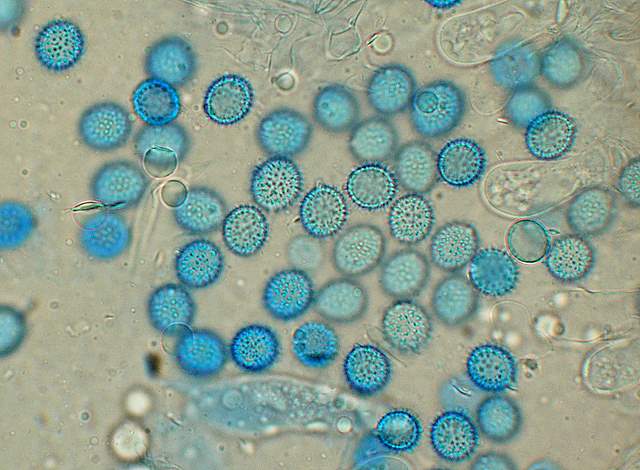 La  Flora  micologica  Alsaziana